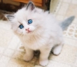 Active Rag doll Kittens For Sale